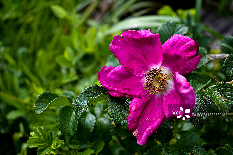 粉红色开花植物的特写，阿拉斯加，美国，美国图片素材