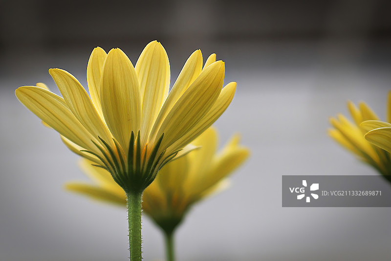 黄色开花植物特写图片素材