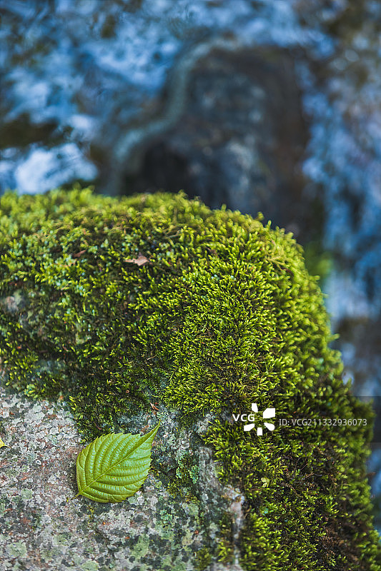 布满苔藓石头上的绿叶图片素材