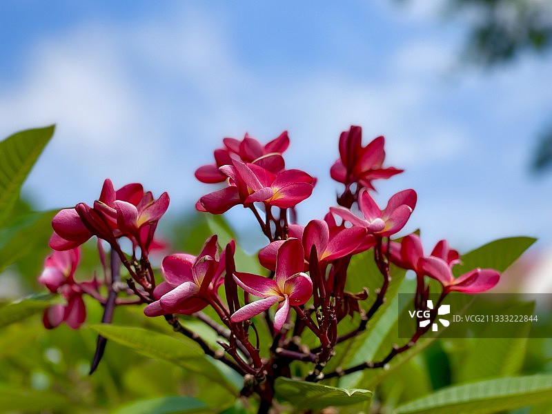 特写的粉红色开花植物对天空，万象，老挝图片素材