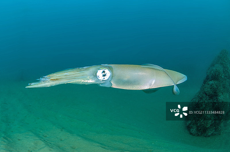 常见的鱿鱼(Loligo vulgaris)，在海洋保护区的阿加索瓦海岸，埃罗，奥西塔尼，法国图片素材