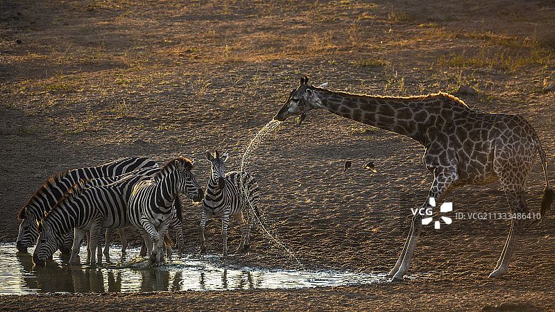 南非克鲁格国家公园，一群平原斑马和长颈鹿黎明时分在水坑里饮水图片素材
