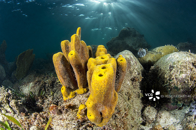 黄色海绵管(Aplysina fiularis)，在萨洛蒙角的水下小径上，马提尼克海洋自然公园图片素材