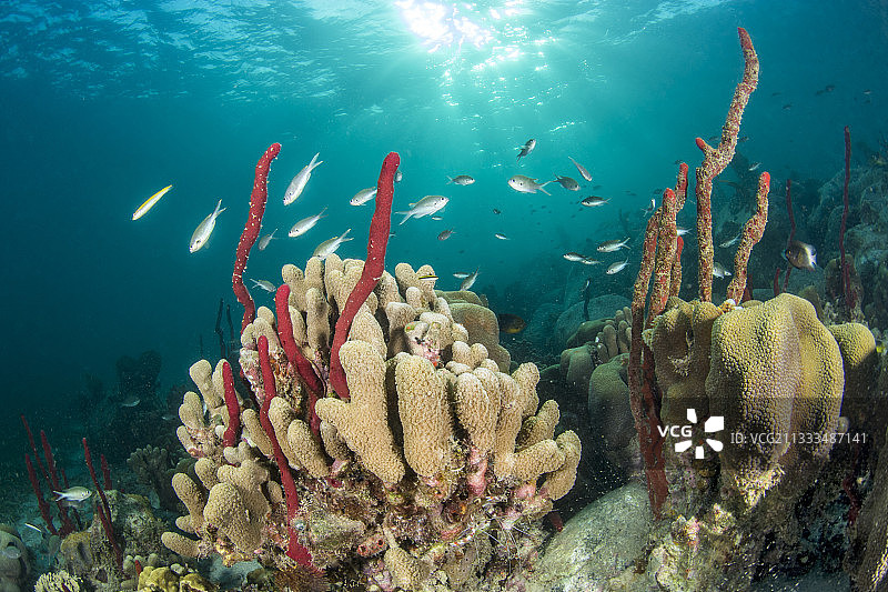 直立的绳索海绵(Amphimedon compressa)，在萨洛蒙角的水下小径上，在马提尼克海洋自然公园图片素材