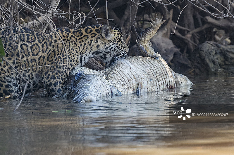 巴西马托格罗索州潘塔纳尔地区，一只美洲虎在河边捕猎一只凯门鳄图片素材