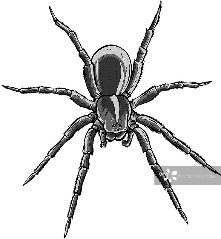 单色可爱的蜘蛛卡通图片素材