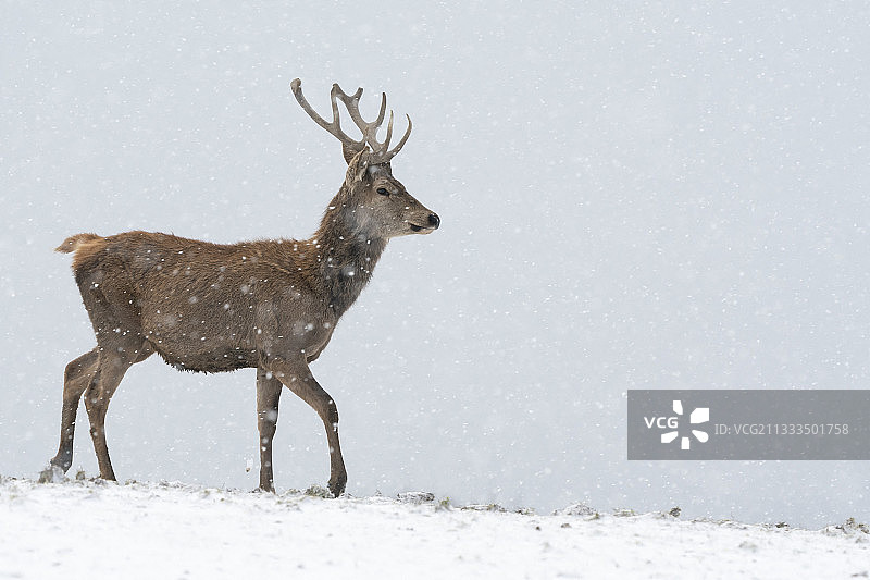 马鹿(Cervus elaphus)站在白雪覆盖的草地上图片素材