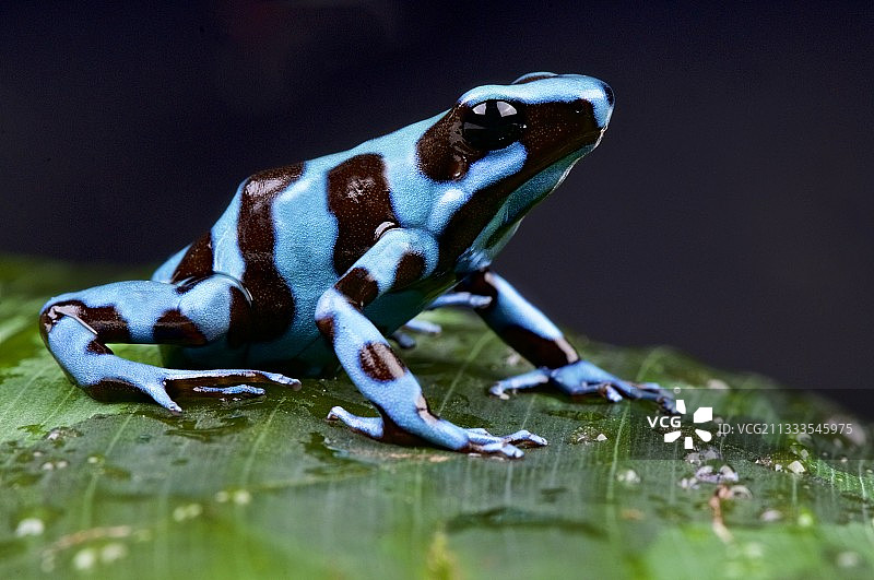 蓝色和黑色的毒蛙(树蛙)在黑色的背景图片素材