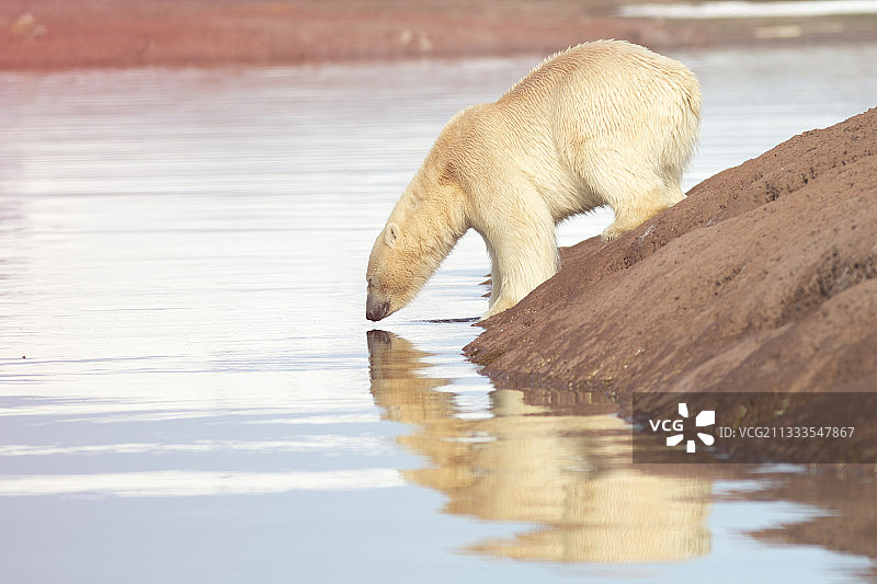 安多亚尼、利夫德约德、斯匹茨卑尔根、斯瓦尔巴特群岛海岸上的雄性北极熊图片素材