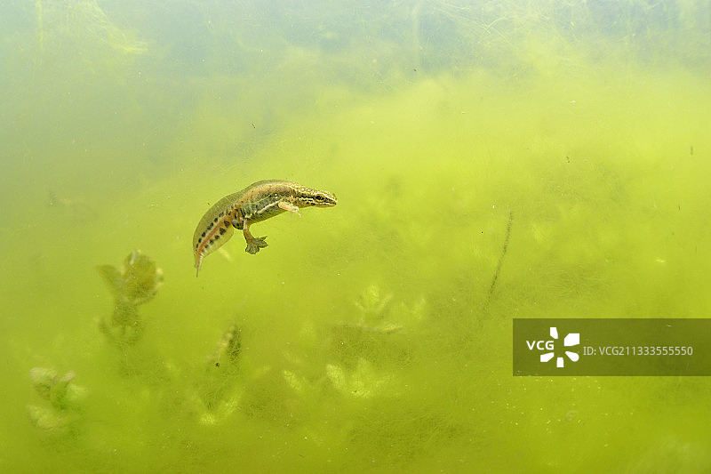 法国富松大草原卢瓦尔和雪儿池塘中的雄性掌状蝾螈图片素材