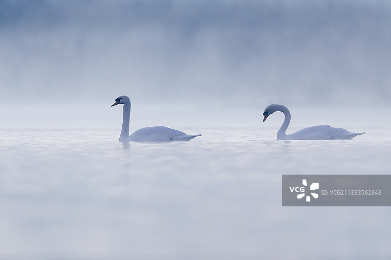 疣鼻天鹅(天鹅色)在黎明的薄雾，莱茵岛，阿尔萨斯，法国图片素材