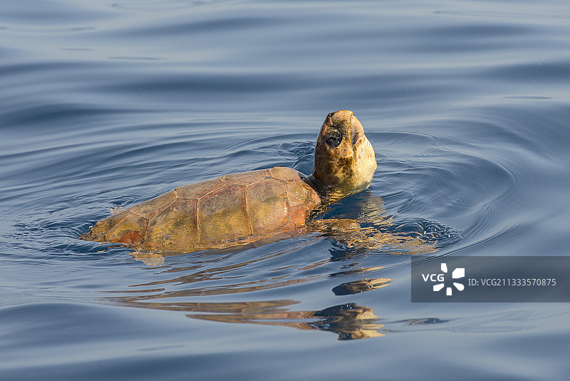 在海面下游泳的红海龟。特内里费,加那利群岛图片素材