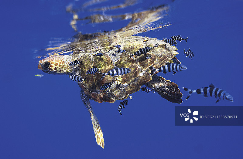 在一条领航鱼的陪伴下，红海龟在海面下游泳。特内里费,加那利群岛。(从类比文件，旋转扫描仪)。图片素材