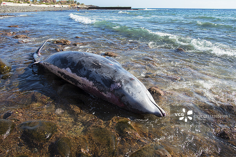Blainville's beaked whale (Mesoplodon densirostris)搁浅在海岸上，进行尸检以确定死亡原因。特内里费,加那利群岛。图片素材