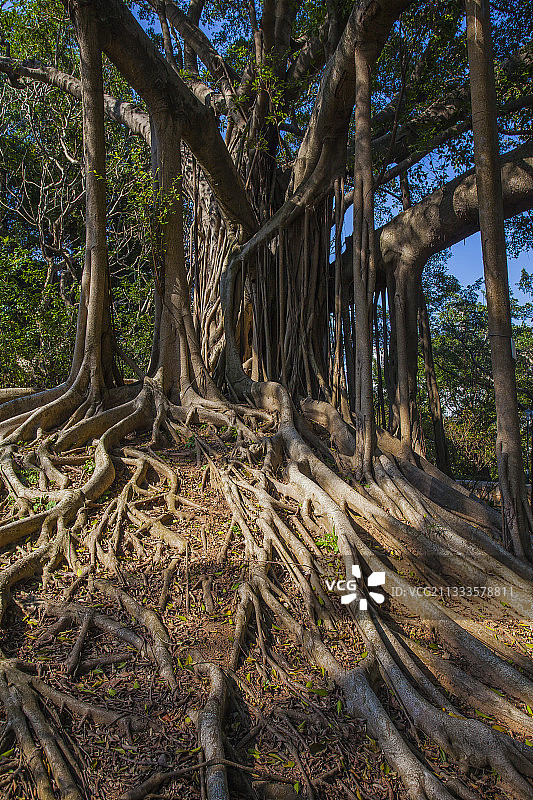 印度榕树，中国香港岛图片素材