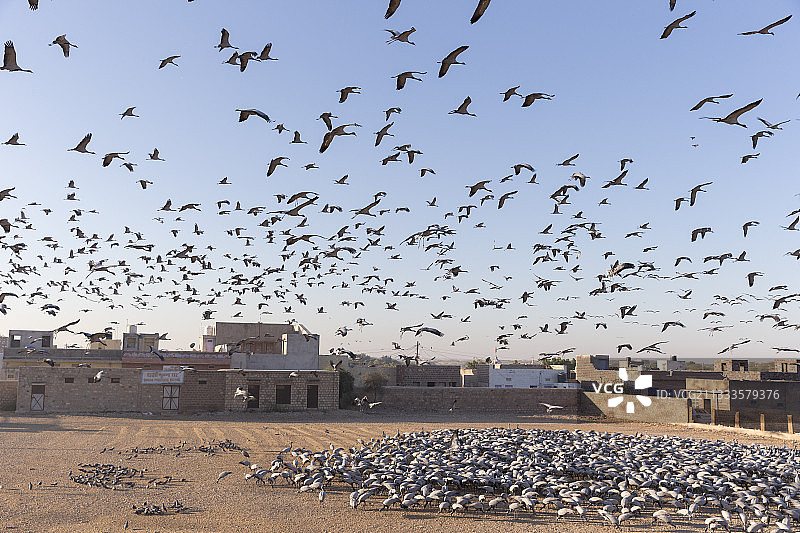 鹤类(人类类人猿处女)在村子里觅食。自1970年以来，印度拉贾斯坦邦塔尔沙漠的马尔瓦里耆那(Marwari Jain)村的居民每年冬天都要给过冬的鹤喂食图片素材