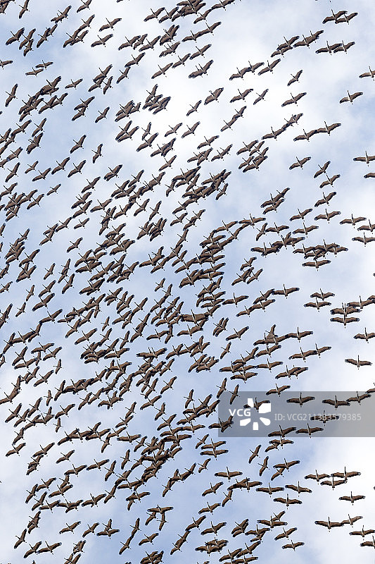 鹤群(室女座)在飞行中。基昌村位于印度拉贾斯坦邦塔尔沙漠，自1970年以来，这里的居民每年冬天都会给过冬的鹤喂食图片素材