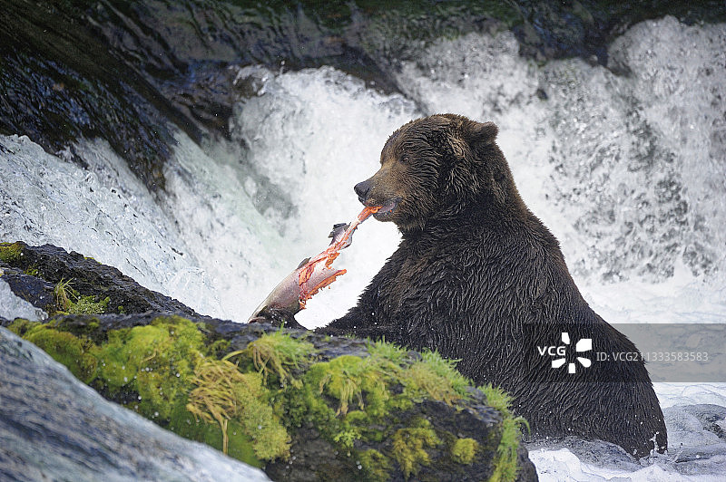 在水里吃东西的灰熊，卡特迈国家公园，美国阿拉斯加图片素材