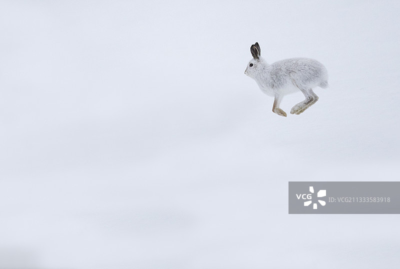 苏格兰凯恩戈姆(Cairngorm)，在雪地里跳跃的山兔(Lepus timidus)图片素材