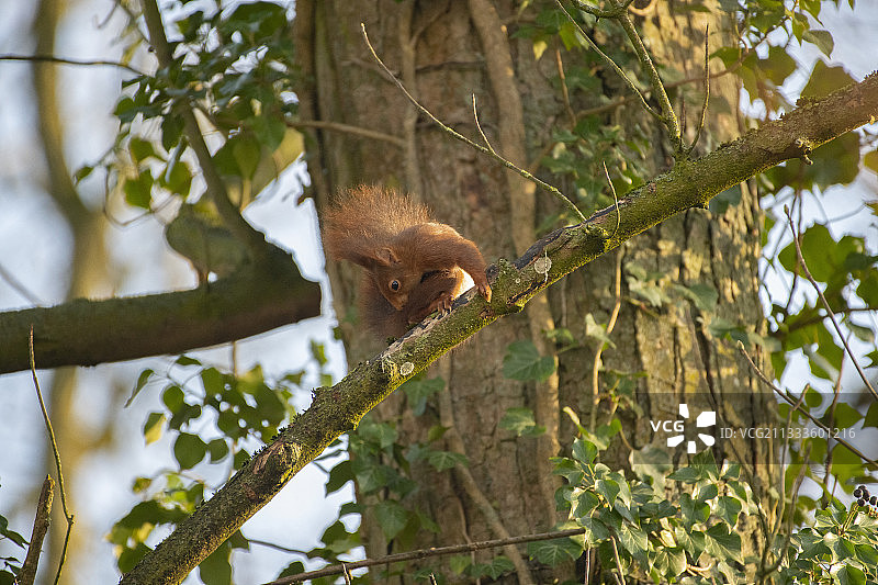 法国洛林一根树枝上梳毛的红松鼠图片素材