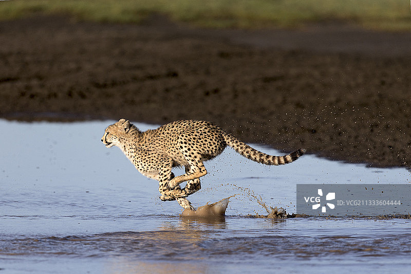 坦桑尼亚塞伦盖蒂平原，水中奔跑的猎豹图片素材