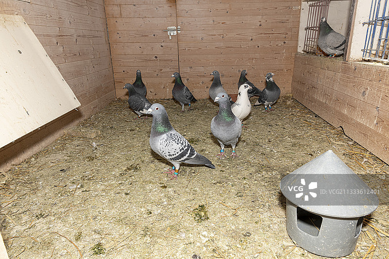 法国加来海峡鸽房里的鸽子图片素材