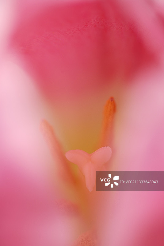 法国粉红色郁金香的雌蕊和粗棉布图片素材