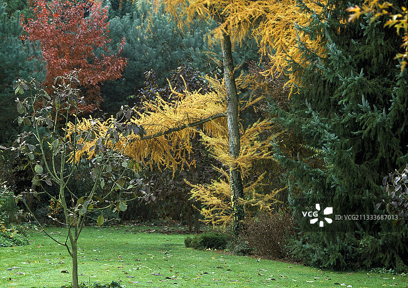 贝尔维尤花园秋天的树木图片素材