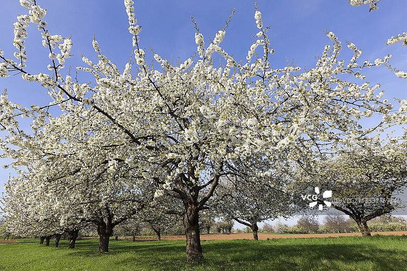 莱茵河下罗什姆的果园樱花盛开图片素材