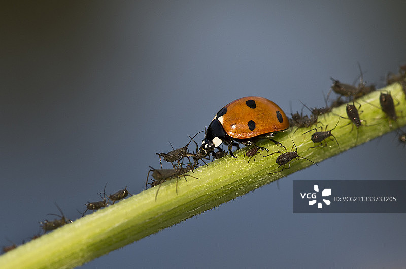 七斑瓢虫和蚜虫的茎-丹麦图片素材
