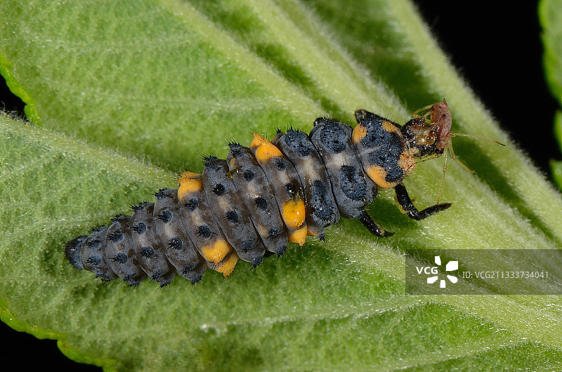 7分瓢虫幼虫在一片叶子上-法国图片素材
