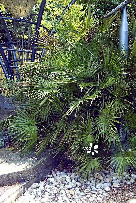 花园里的欧洲扇棕榈图片素材