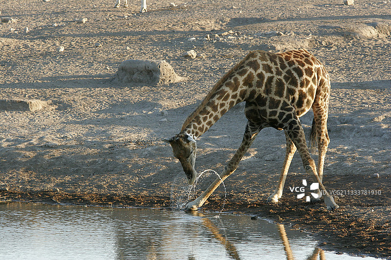长颈鹿在伊托沙国家公园的一个水点饮水图片素材