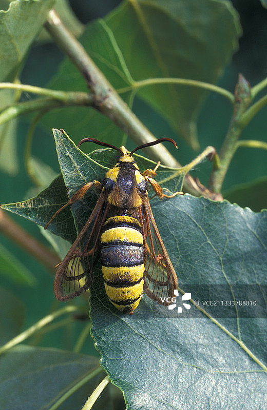 法国六月，大黄蜂蛾在一张床单上摆好姿势图片素材