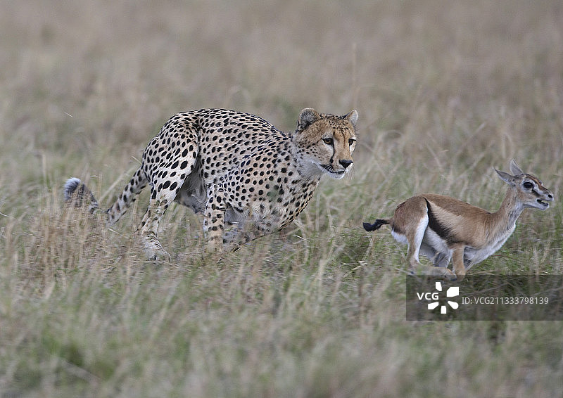 猎豹与小羚羊玩耍Masaï马拉肯尼亚图片素材