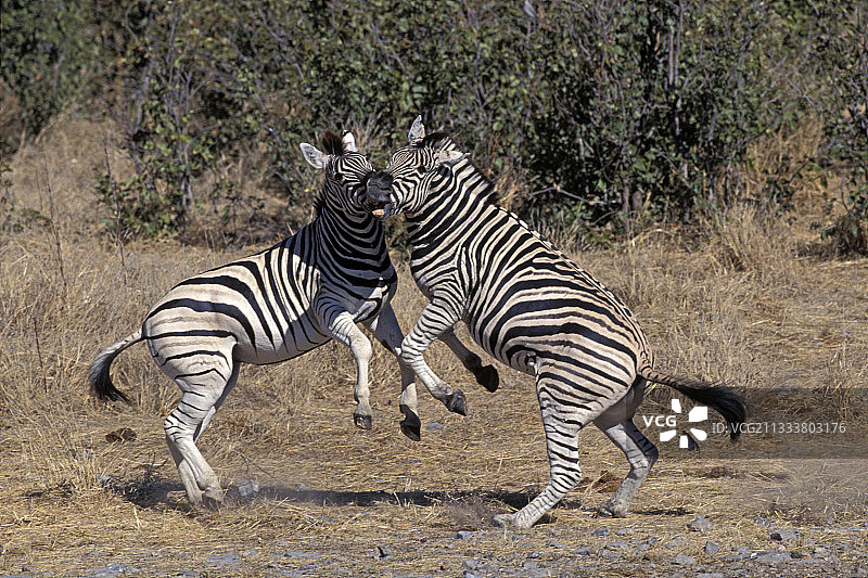 纳米比亚冬季两头斑马之间的争斗图片素材