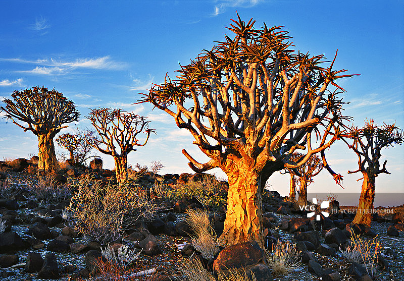 这种南非特有的物种适应极端干燥和炎热的环境。它通常生长在黑暗的岩石地面上，非常不适合居住。纤维状的树干和多肉的覆盖物为旱季储存了水分。图片素材