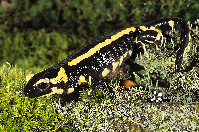 斑点蝾螈在法国的草地上图片素材