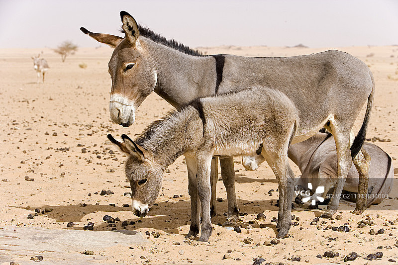 尼内斯和小马驹沙漠的尼日尔图片素材