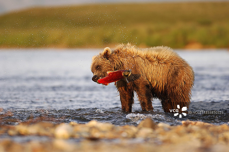 在卡特迈产卵地，灰熊正在吃红鲑鱼图片素材