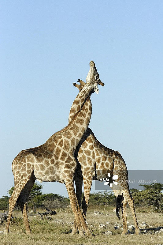 在纳米比亚的Etosha国家公园，雄性长颈鹿正在战斗图片素材