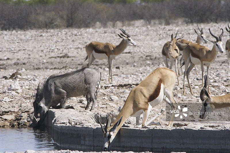 跳羚和沙漠疣猪在纳米比亚饮水图片素材