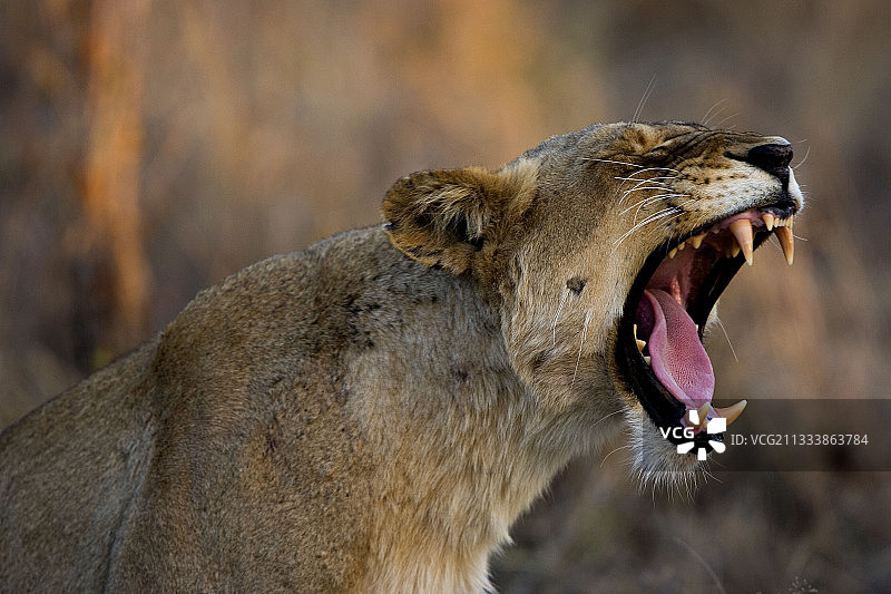 狮子打哈欠南非NP克鲁格图片素材