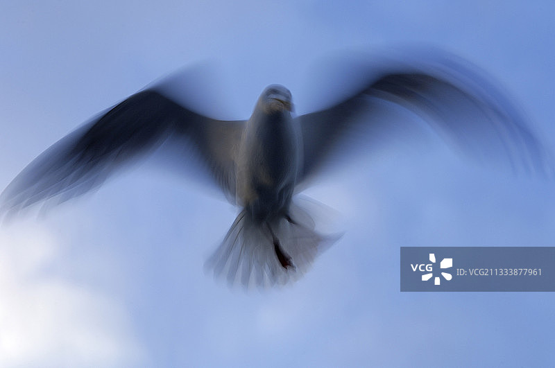 鲱鱼鸥飞过挪威的海面图片素材