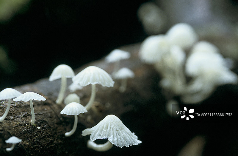法属圭亚那枯木上的白色小蘑菇图片素材
