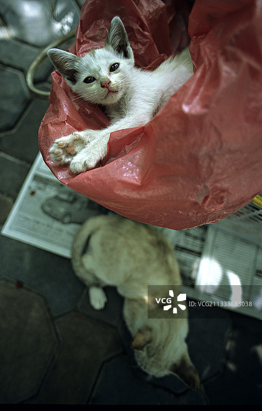猫躺在塑料袋曼谷泰国图片素材