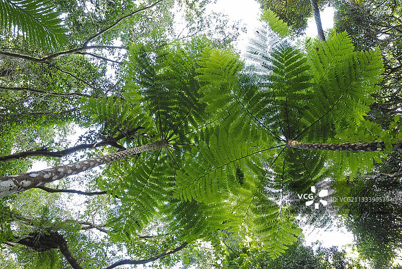 新喀里多尼亚松树岛的树蕨图片素材