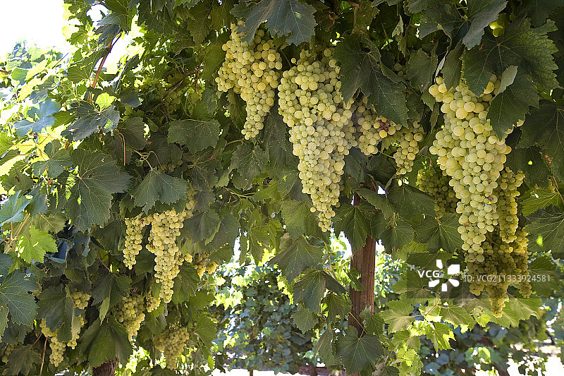 一簇簇的白葡萄生产的葡萄干加利福尼亚图片素材