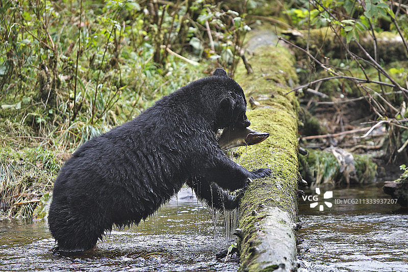 黑熊在加拿大的一条河里钓粉红色的鲑鱼图片素材