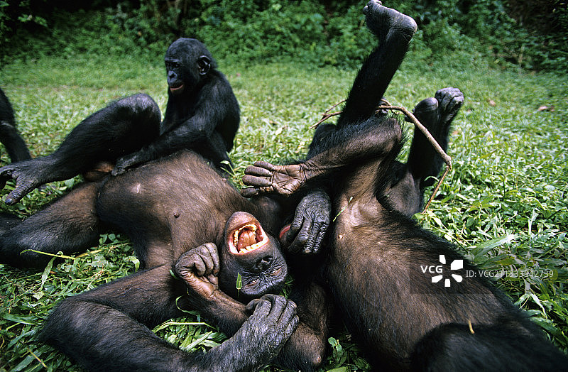 在刚果倭黑猩猩Amis协会(ABC)的避难所:Lola Ya Bonobo图片素材